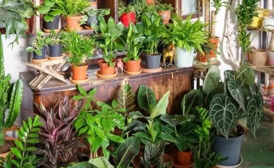 Jak dopasować styl donicy do odmiany funkii, aby podkreślić ozdobne walory?