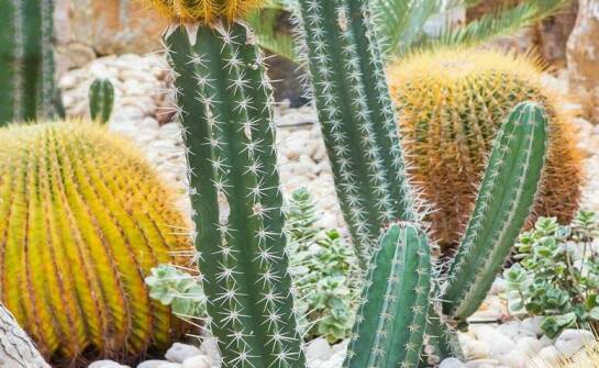 Jakie podłoże jest najlepsze dla doniczkowych kwitnących kaktusów?