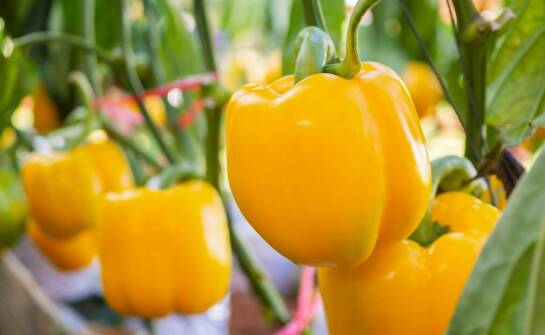 Jakie są najnowsze techniki stosowane w zwalczaniu os?