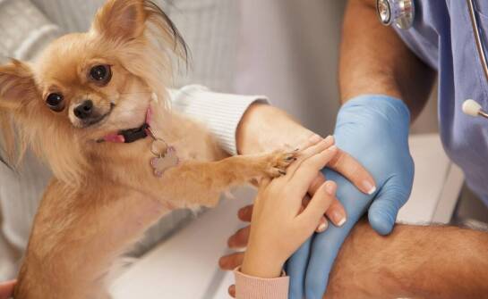 Jak weterynaryjna opieka internistyczna wspiera zdrowie zwierząt?