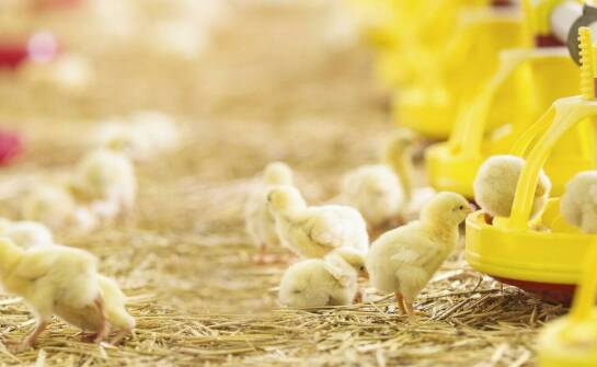 Zastosowanie wróblówki pod gąsiory: kluczowe korzyści