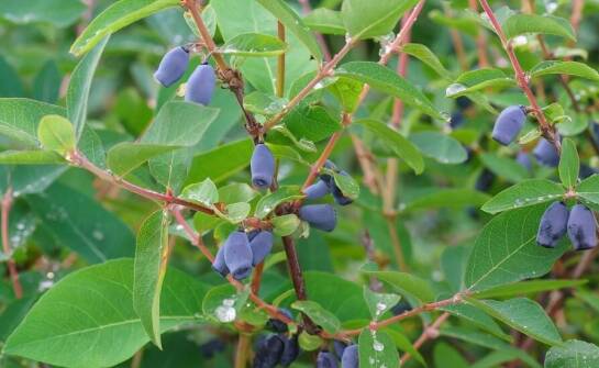 Czym wyróżnia się jagoda kamczacka na tle innych roślin jagodowych?