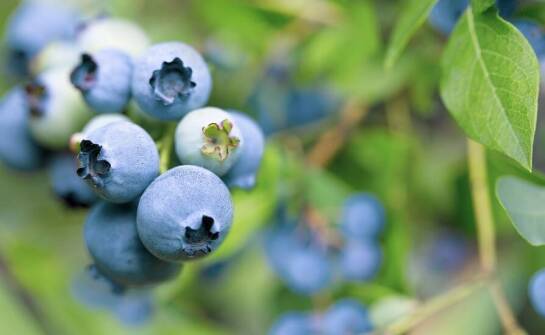 Najważniejsze aspekty transportu i przechowywania sadzonek borówki amerykańskiej