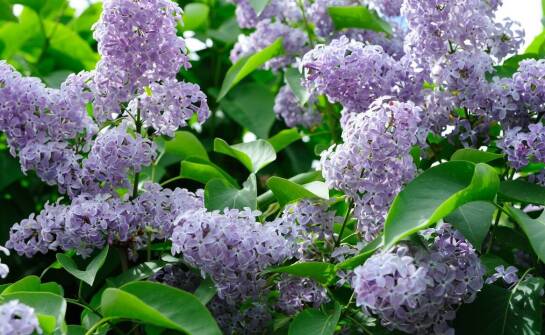 Zalety sadzenia karłowatego lilaka w przydomowych przestrzeniach