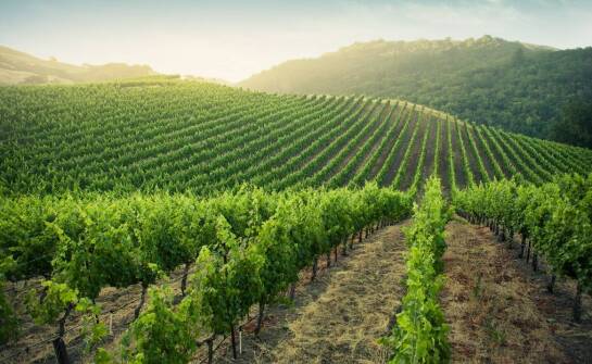 Malina delniwa w praktyce – najlepsze uprawowe praktyki