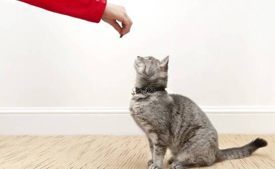 Najlepsze metody do skutecznego odrobaczenia kota