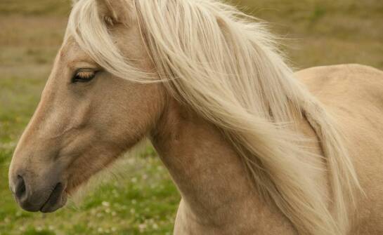 Jakie wyróżniamy gumki do zaplatania grzywy i jakie mają zalety?