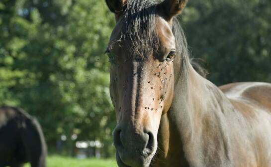 Znaczenie odpowiedniego doboru paszy dla koni z trawiennymi problemami