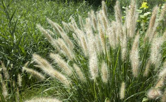 Jakie są najnowsze trendy w aranżacji ogrodu z użyciem chińskiego miskanta?