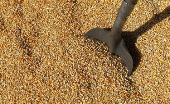 Dlaczego optymalizacja kosztów żywienia jest ważna dla hodowców?