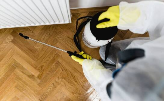 Jakie są kluczowe etapy procesu dezynsekcji przeciw czarnym owadom?