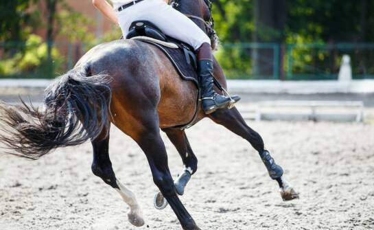 Treningi WKKW w ośrodku jeździeckim – jak osiągnąć sukces w tej dyscyplinie?