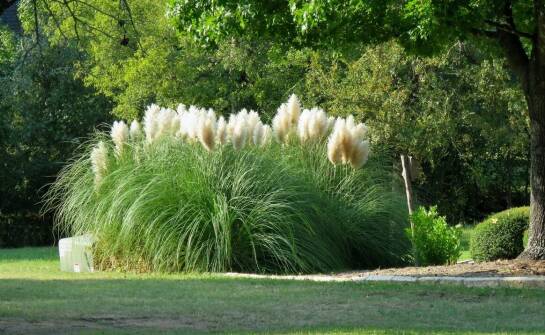 Estetyczne połączenia miskanta Morning Light z ozdobnymi roślinami