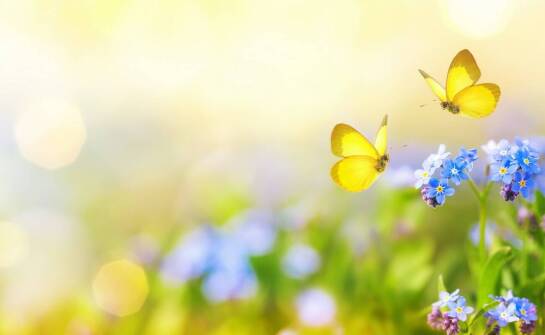 Jak uprawa miododajnego suchodrzewu wpływa na lokalną ekologię?