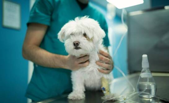 Jak zapewnić swojemu pupilowi zdrowe serce dzięki weterynaryjnej opiece?