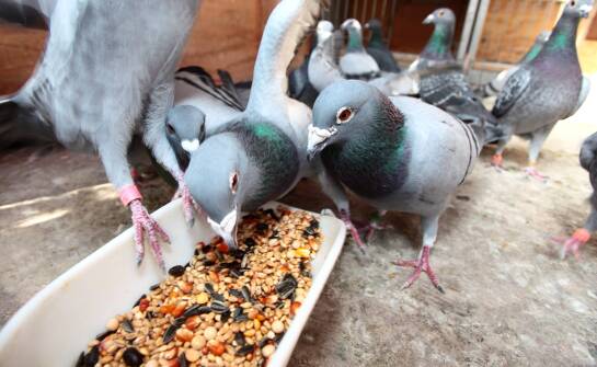 Jak elpol karma wpływa na kondycję i zdrowie gołębi?