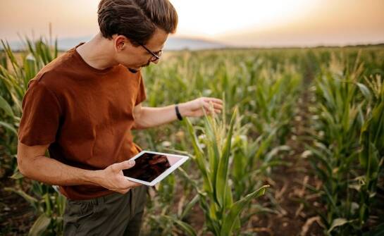 Najlepsze strategie nawożenia dla kukurydzy na słabych glebach.