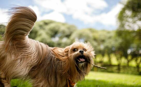 Skład karmy a zdrowie psów – co warto wiedzieć?