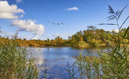 Jakie wodne rośliny najlepiej współgrają ze stawami kąpielowymi?