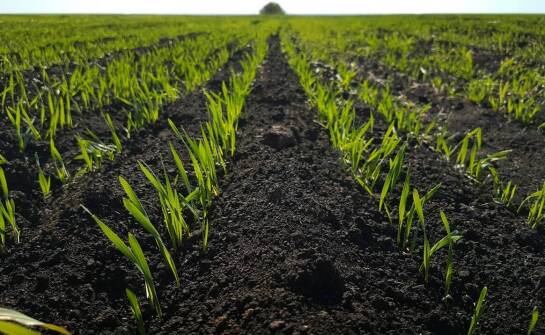 Wpływ przepuszczalności gleby na jakość pszenicy plonów