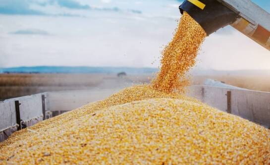 Dlaczego odpowiednie sita są kluczowe dla jakości kukurydzy w zbiorach?