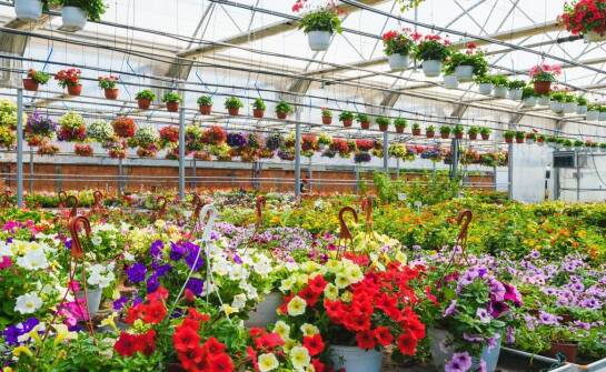 Znaczenie jakości roślin ze szkółki dla sukcesu w aranżacji ogrodu.