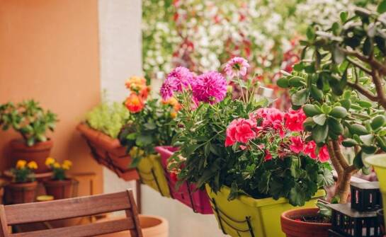 Doniczki na balkon a ochrona prywatności – czy to możliwe?