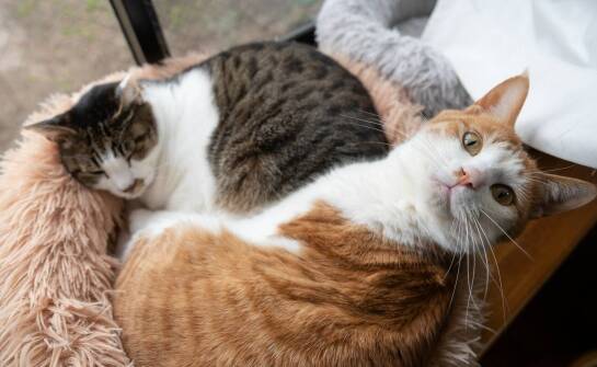 Odrobaczanie kota: jakie objawy mogą wskazywać na potrzebę tego zabiegu?