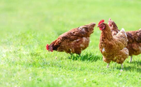 Znaczenie zbilansowanej diety w hodowli drobiu w kontekście rynku małopolskiego