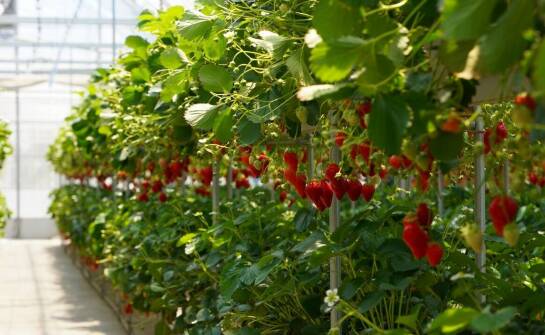 Metody zwiększania konkurencyjności przez uprawę maliny odmiany Octavia