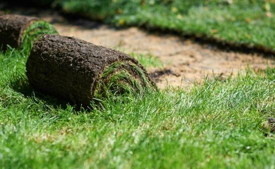 Najważniejsze kroki w zakładaniu trawnika przy użyciu nasion traw