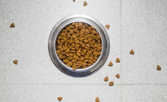 Czego unikać w diecie shiba, aby zapewnić mu zdrowie?