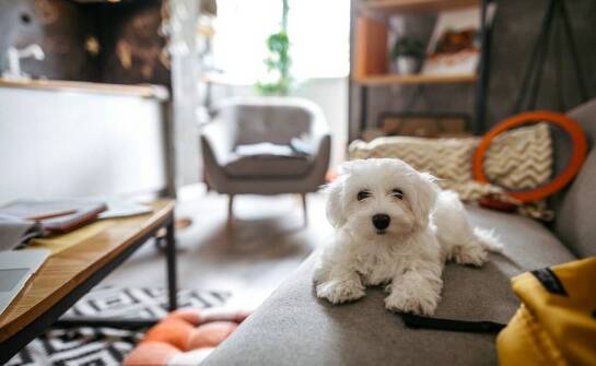 Jak zapewnić włoskiemu wyżłowi krótkowłosemu odpowiednie warunki domowe?