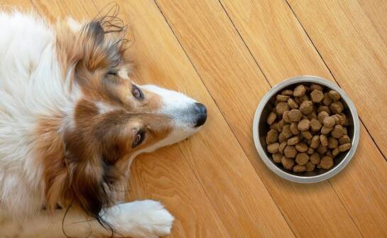 Znaczenie ekologicznych składników w karmie suchej dla kotów