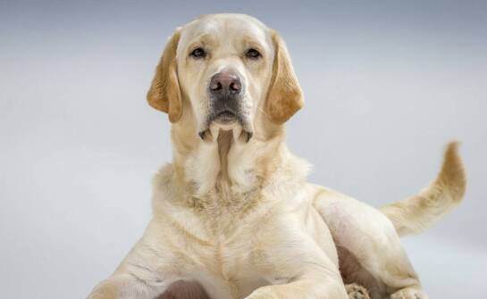 W jaki sposób polskie hodowle promują rasę kangala?