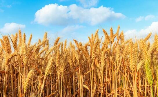 Wpływ azotowych nawozów na efektywność uprawy jęczmienia