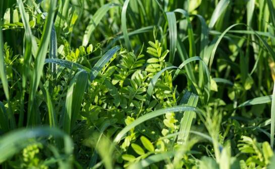 Zastosowanie trawnych mieszanek w zintegrowanych systemach upraw
