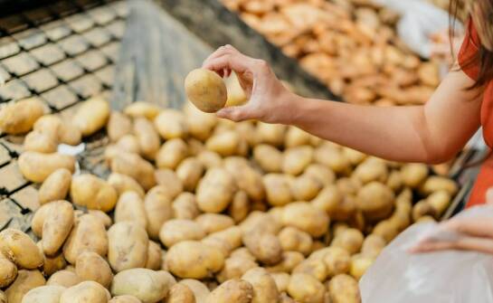 Sadzeniaki ziemniaka: jak dobrać odpowiednie odmiany do gleby?