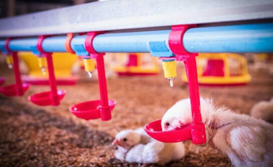 Jak uzdatniona woda wspiera rozwój młodych piskląt?