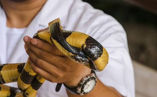 Kompleksowa opieka nad egzotycznymi zwierzętami w weterynaryjnej lecznicy