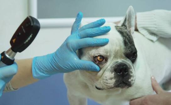 Profilaktyka chorób skóry u zwierząt – jak wspierać ją z pomocą weterynaryjnego dermatologa?