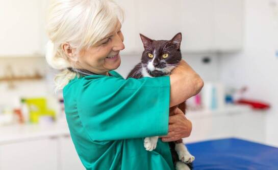 Znaczenie jakościowej dokumentacji zdrowotnej w hodowli kotów.