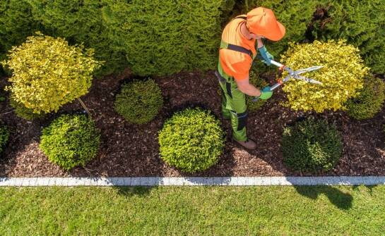 Profesjonalne przycinanie formowanych żywopłotów dla optymalnego wzrostu