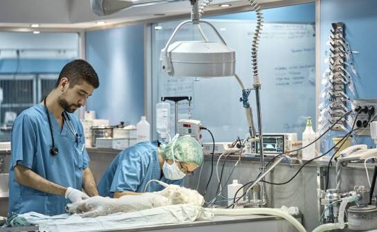 Całodobowy weterynarz: jak zapewniamy szybki dostęp do medycznej opieki?