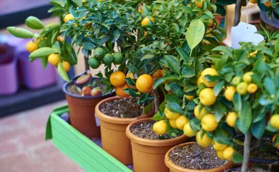 Egzotyczne drzewka cytrusowe – jak wprowadzić je do wnętrza?