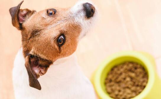 Naturea: Jak zdrowa dieta wpływa na zachowanie psa?