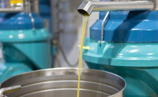 Oliwa z oliwek w sklepie – jak rozpoznać prawdziwą jakość?