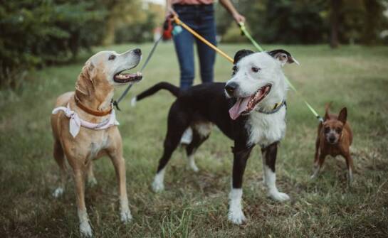Modne wzory na smyczach i obrożach: przegląd najnowszych trendów