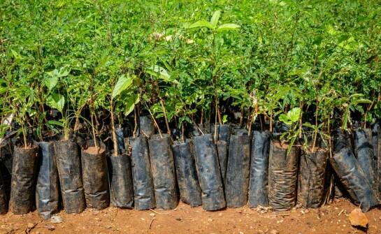 Jakie są najczęstsze choroby atakujące sadzonki orzecha włoskiego i jak im zapobiegać?