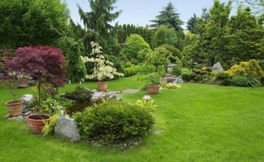 Krzewy ozdobne do ogrodu – jakie gatunki są najbardziej odporne na zmienne warunki pogodowe?